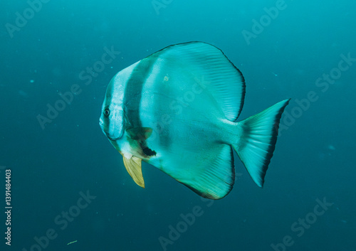 SCUBA DIVE THAILANDIA