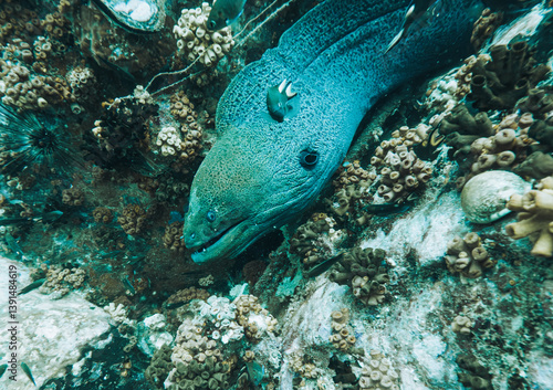 SCUBA DIVE THAILANDIA