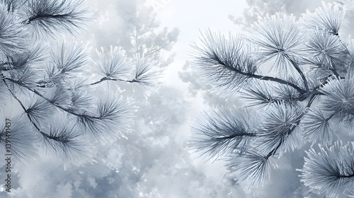 Frosty pine tree branches, winter wonderland scene.
