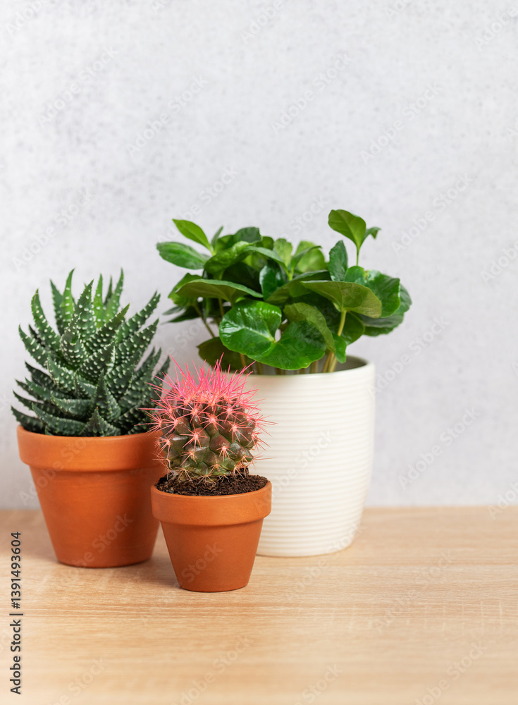 Potted plants creating cozy home atmosphere on wooden surface