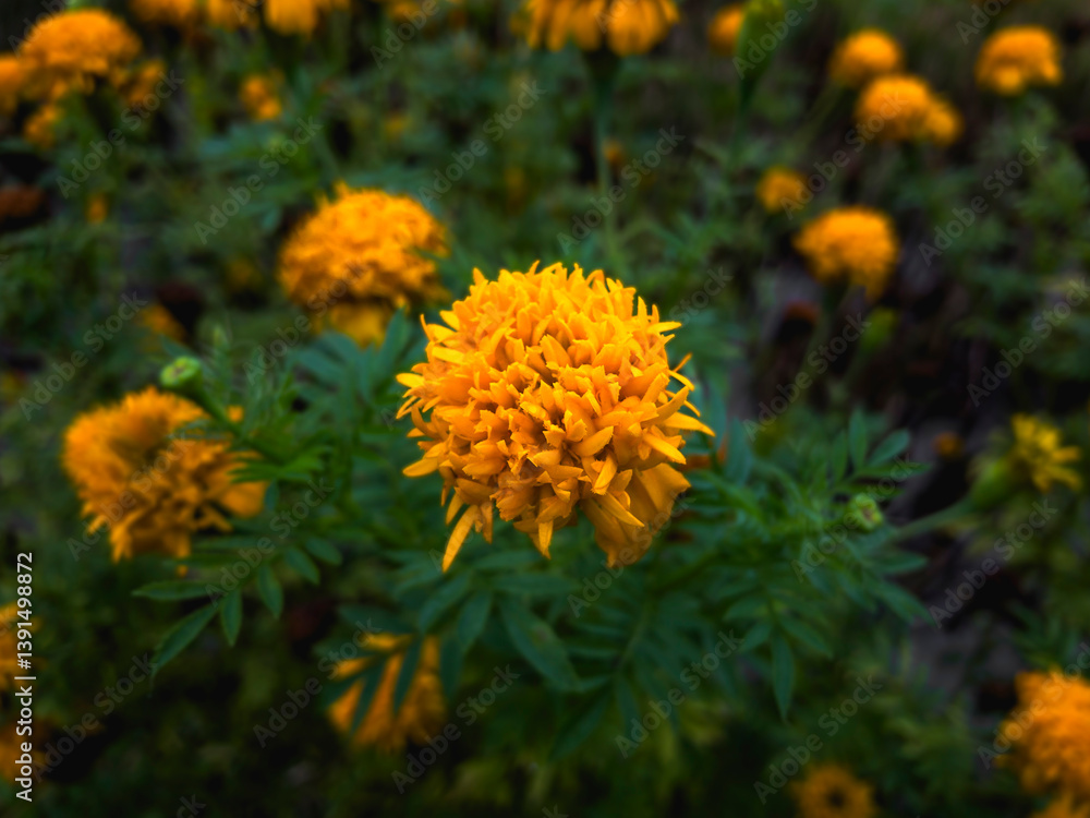 Close-up of a yellow marigold flower in soft natural light, captured from above. Fresh, vibrant atmosphere with sharp focus on the main bloom. Close-up of a yellow marigold flower in soft natural light, captured from above. Fresh, vibrant atmosphere with sharp focus on the main bloom.
