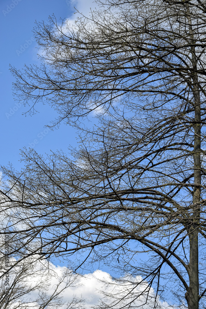Looking Up through dry Tree Canopy. Frame of tree branches against blue sky with clouds. Copy space. Selective focus. Looking Up through dry Tree Canopy. Frame of tree branches against blue sky with clouds. Copy space. Selective focus.