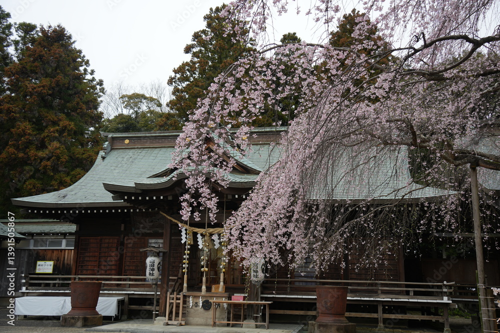 Fototapeta premium 吉田神社 しだれ桜
