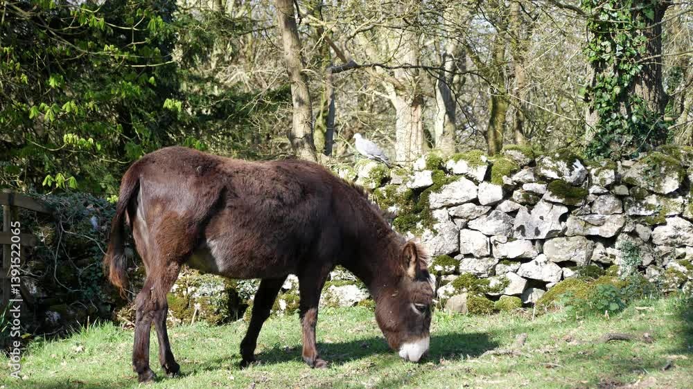 Small brown donkey grazing in sunlit rural farm garden against stone wall in the early morning Small brown donkey grazing in sunlit rural farm garden against stone wall in the early morning