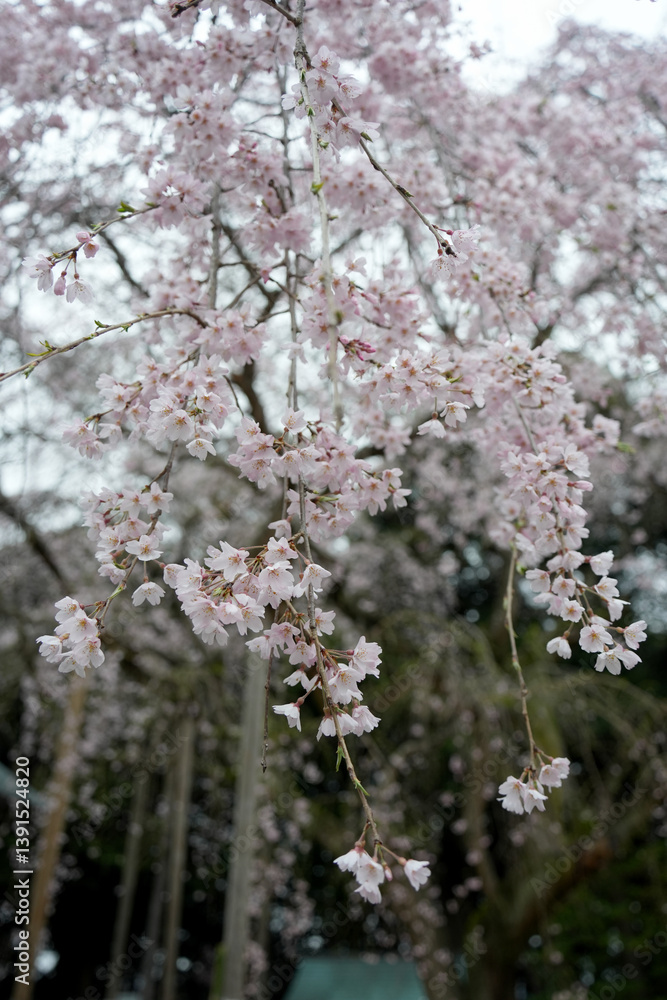 枝垂れ桜 枝垂れ桜