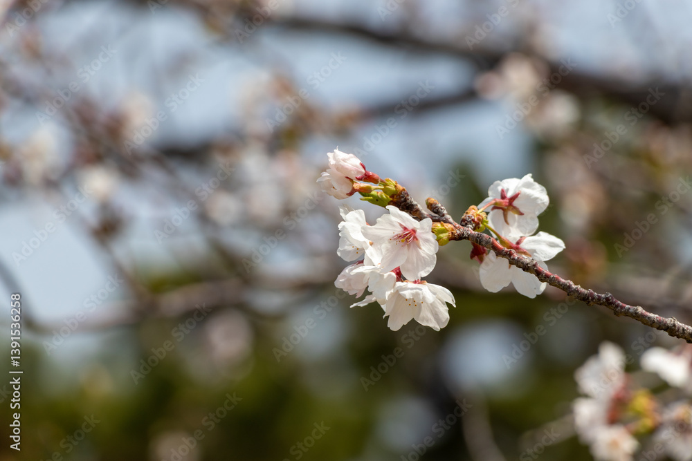 枝の先に咲いた桜の花
