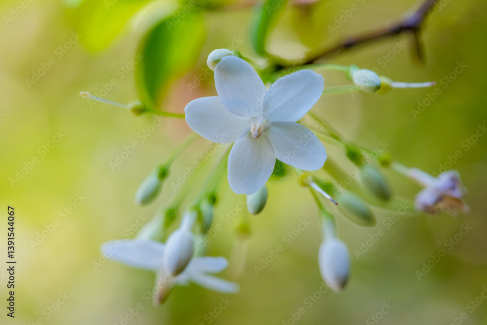 Obraz premium Amazing beautiful colorful flowers background