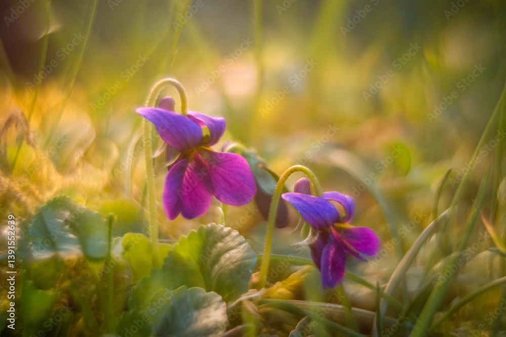 Spring flowers in macro photos.