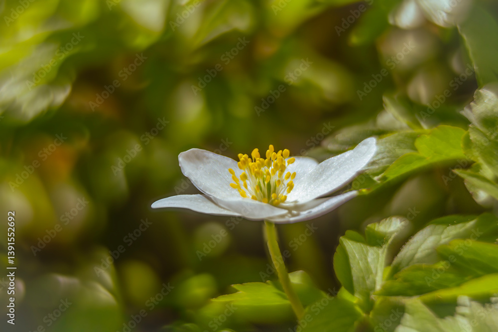 Spring flowers in macro photos.