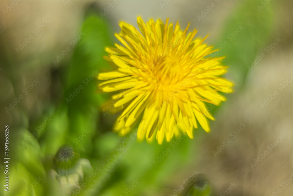 Spring flowers in macro photos.