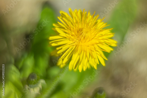 Obraz na płótnie Spring flowers in macro photos. w salonie
