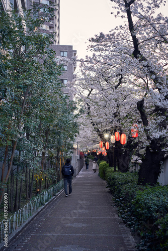 Wallpaper Mural People Walking Under Cherry Blossoms and Lanterns at Twilight in Tokyo Torontodigital.ca