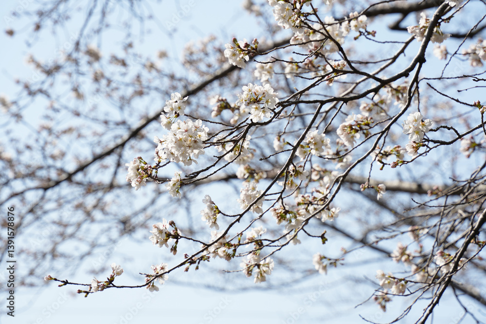桜の花 桜の花