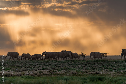 Wallpaper Mural Elephant family herd crossing the savanna — animal of Africa
 Torontodigital.ca