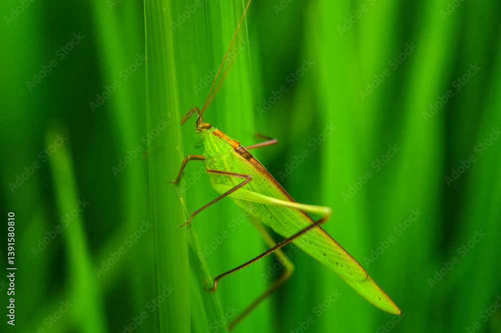 Green Grasshopper on rice leaves in Rain Season Green Grasshopper on rice leaves in Rain Season