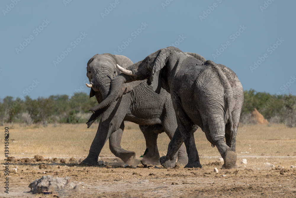 Fototapeta premium Elephant family herd crossing the savanna — animal of Africa