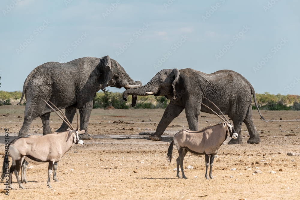 Fototapeta premium Elephant family herd crossing the savanna — animal of Africa