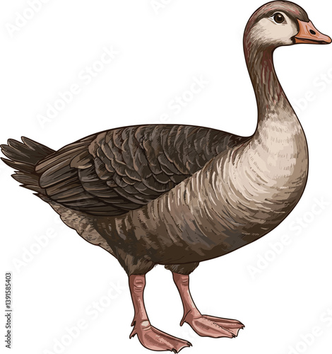 greylag goose isolated on white