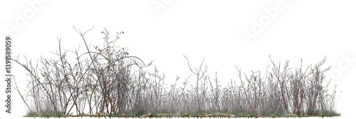 Various types of wild flowers, dried tree and dried grass field in nature, Tropical forest isolated on transparent background - PNG file, 3D rendering for create and design