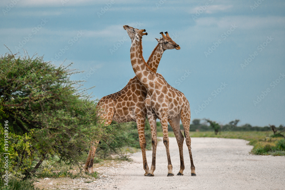 Obraz premium Male giraffes necking in contest — animal of Africa 