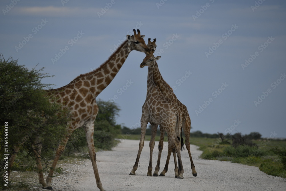 Obraz premium Gentle giraffe with calf in the savannah, animal of Africa 