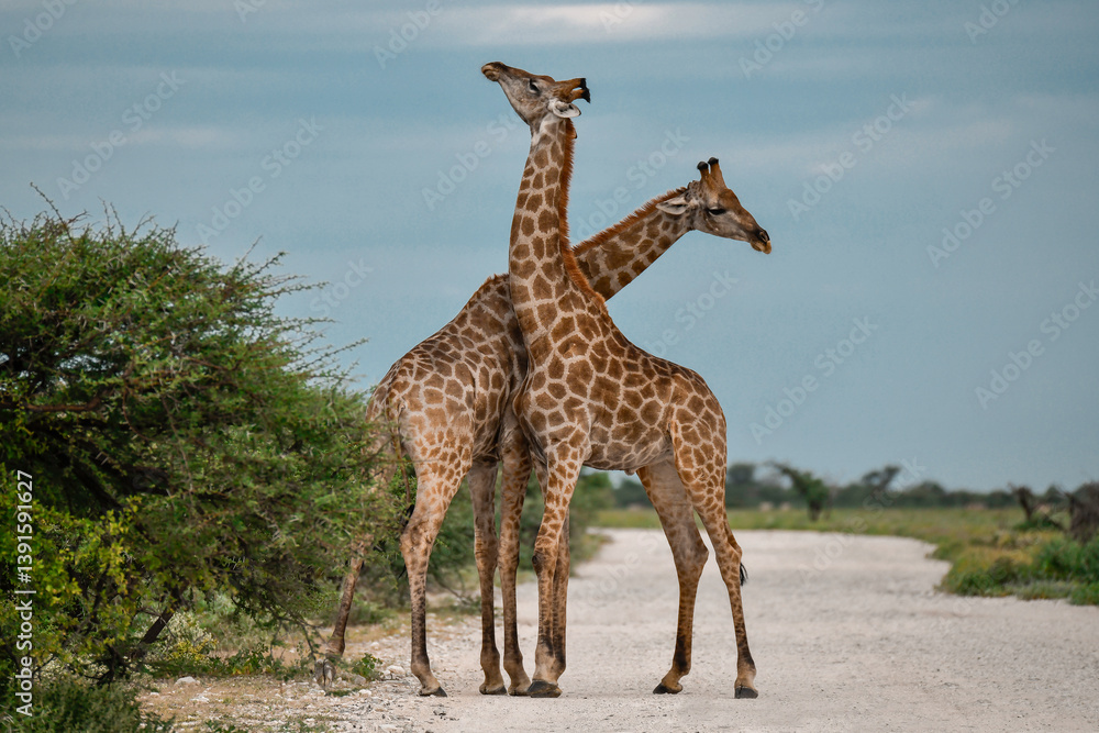 Obraz premium Male giraffes necking in contest — animal of Africa 