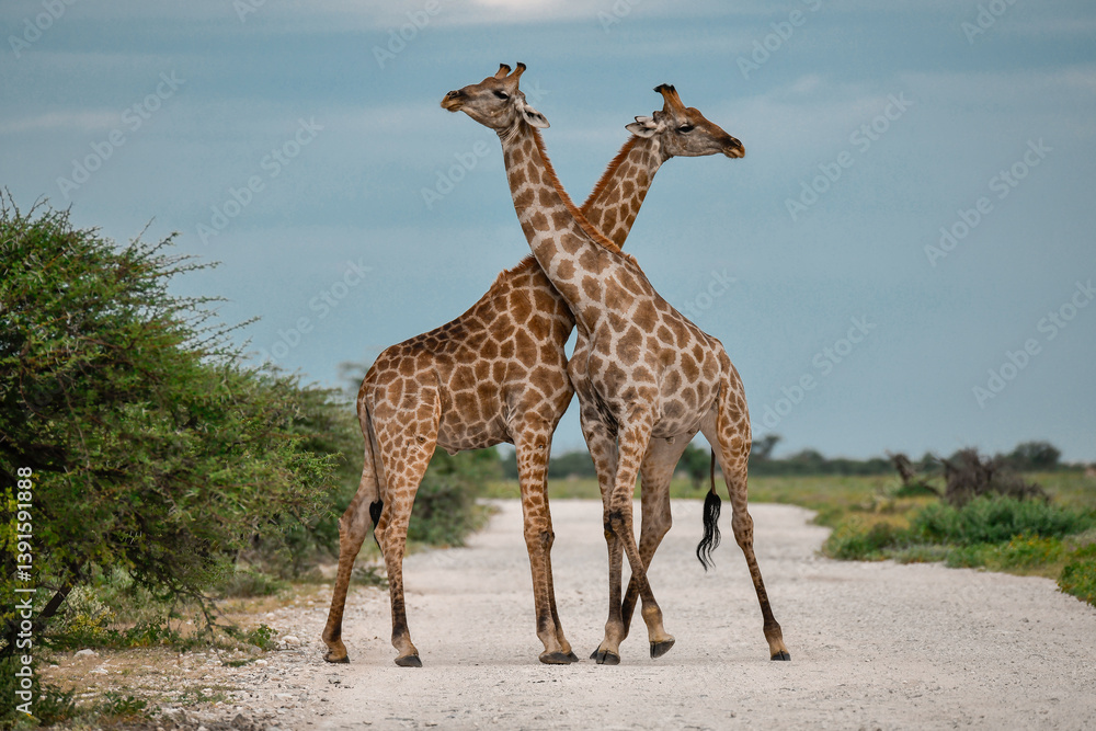 Obraz premium Male giraffes necking in contest — animal of Africa 