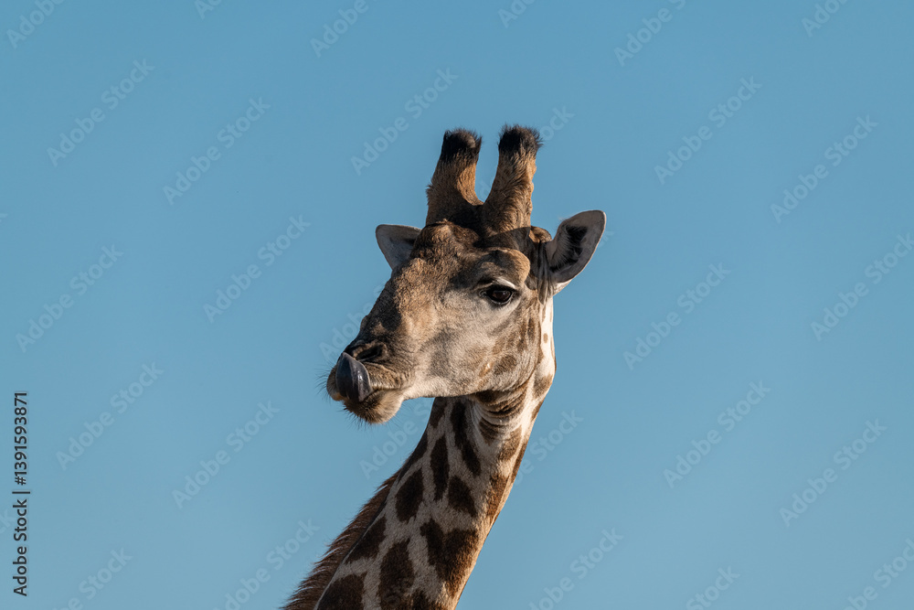 Fototapeta premium Gentle giraffe with calf in the savannah, animal of Africa 