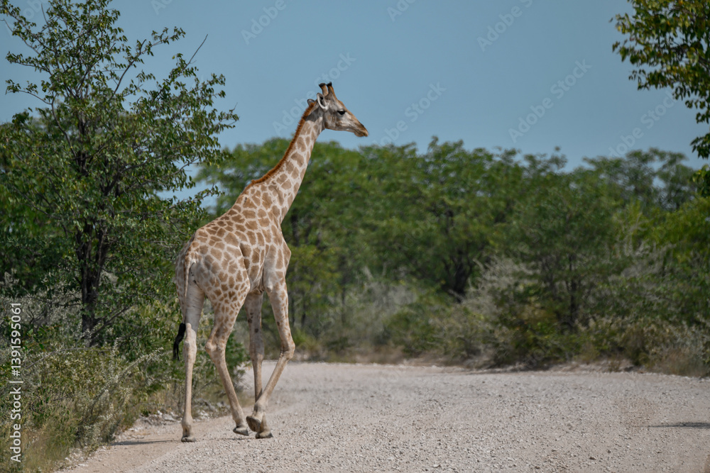 Obraz premium Gentle giraffe with calf in the savannah, animal of Africa 