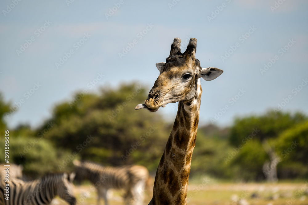 Obraz premium Gentle giraffe with calf in the savannah, animal of Africa 