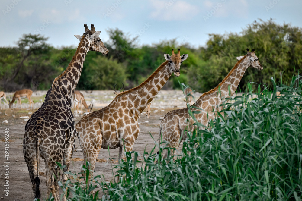 Obraz premium Giraffe in Safari Africano - Botswana