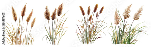 Watercolor set of reeds and river plants. Elements of tall marsh grass growing near fresh water bodies. Plants of the river, lake, swamp. pond and others. River thickets.