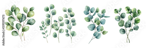 Watercolor eucalyptus leaves png set. Green branches elements, natural leaves watercolor. elements for wedding invitations, greetings, rustic designs, etc. Watercolor green botany.
