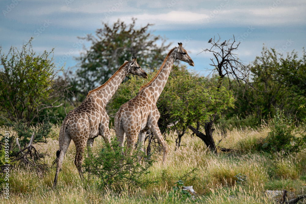 Fototapeta premium Giraffe in Safari Africano - Botswana