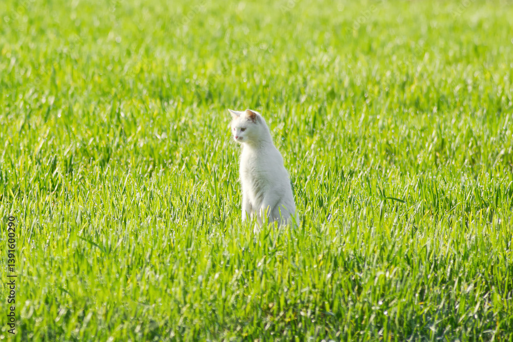 Cat stays on 2 rear paws legs while hunting.