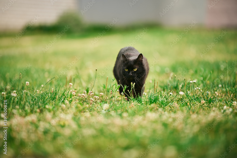 Black cat on grassy field in summer sunlight