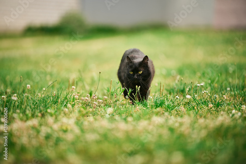 Obraz na płótnie Black cat on grassy field in summer sunlight w salonie