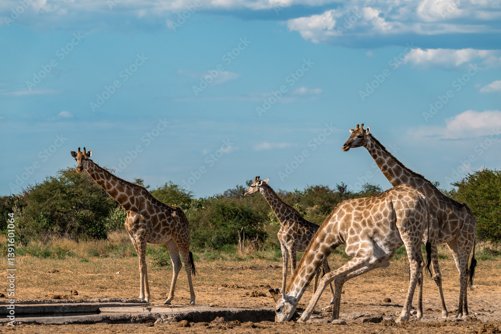 Obraz premium Gentle giraffe with calf in the savannah, animal of Africa 
