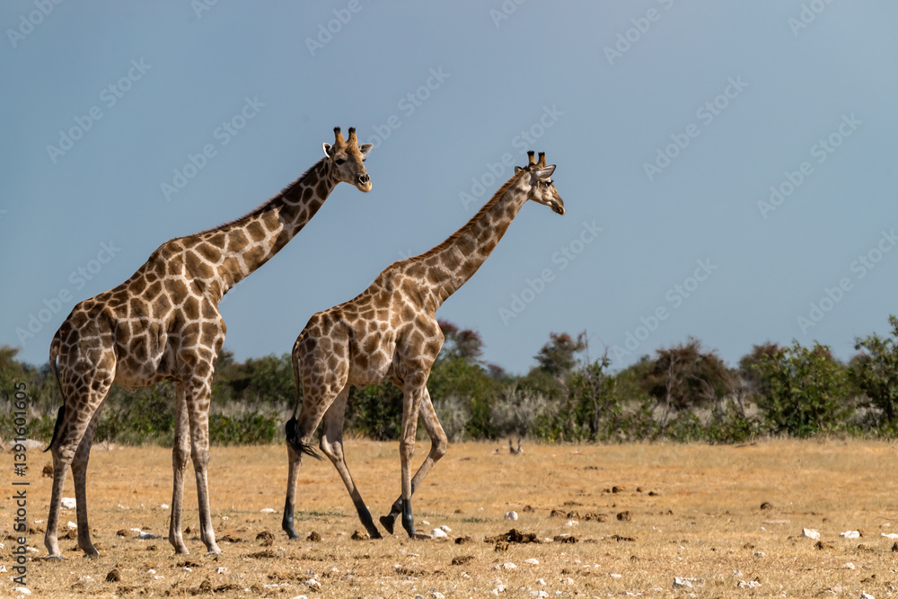 Obraz premium Gentle giraffe with calf in the savannah, animal of Africa 