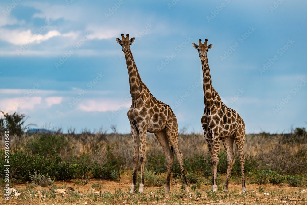 Fototapeta premium Giraffe in safari - Africa Botswana