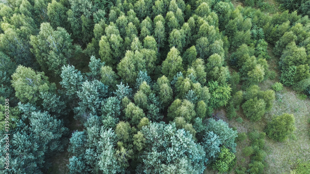 Aerial shot of dense tree canopy