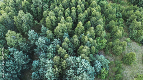 Obraz na płótnie Aerial shot of dense tree canopy w salonie