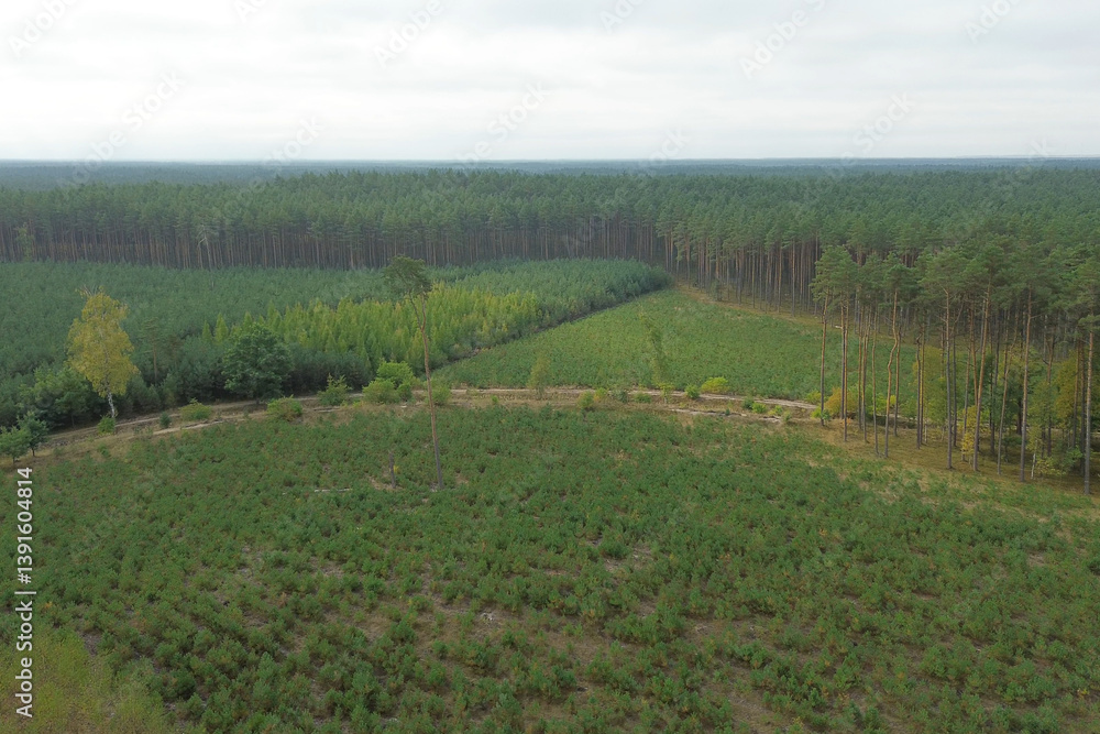 Sustainable nature regeneration in young forest