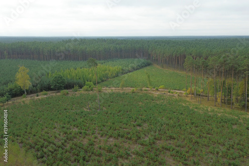 Obraz na płótnie Sustainable nature regeneration in young forest w salonie