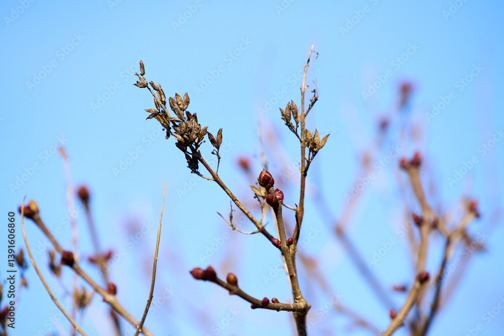 Closeup of hazel tree catkins releasing pollen