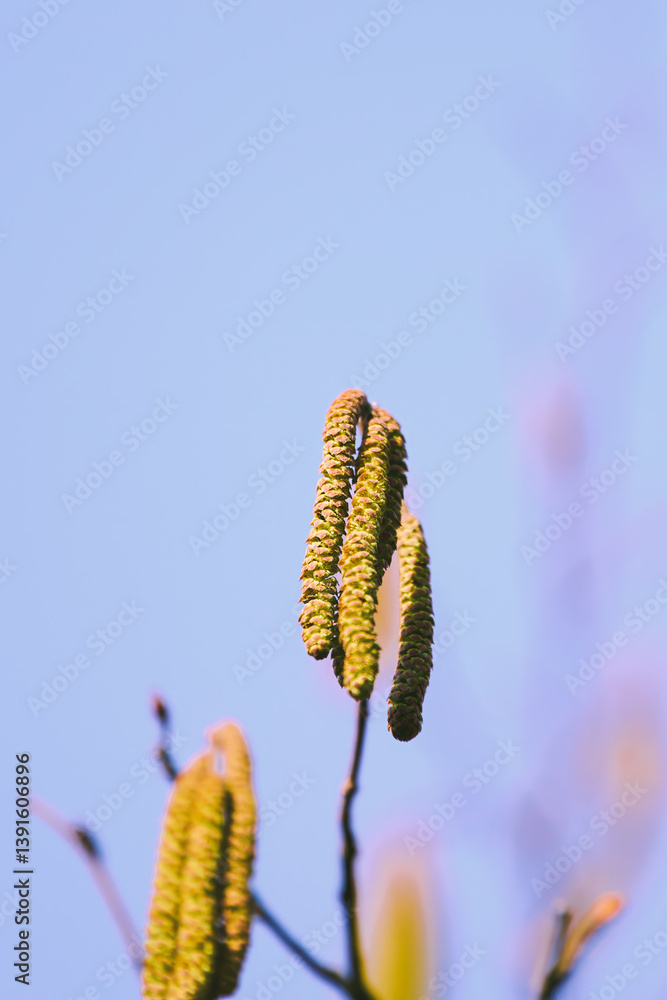 Fresh spring catkins on slender tree branches