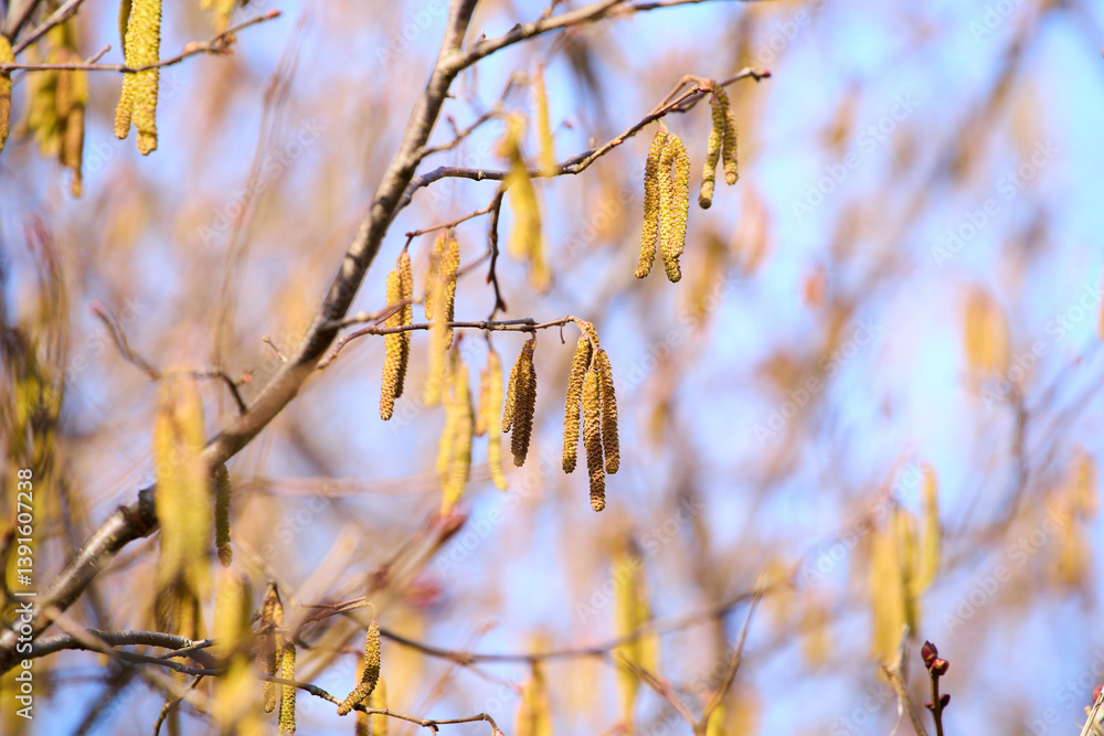 Pollen spreading outdoors in nature