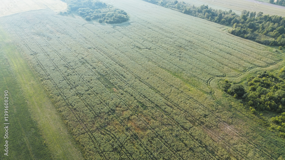 Green fields and trees with morning fog from above