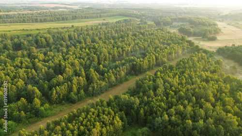 Dense fog envelops green forest, aerial view