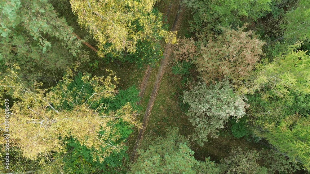 Dirt path through colorful forest leaves